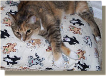 animal patterns