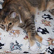 pet bed pattern