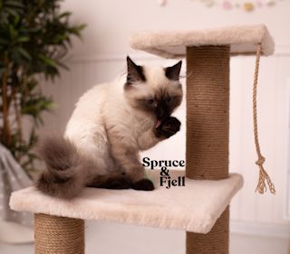 replace cat tree rope