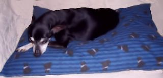 pet bed pillow pattern